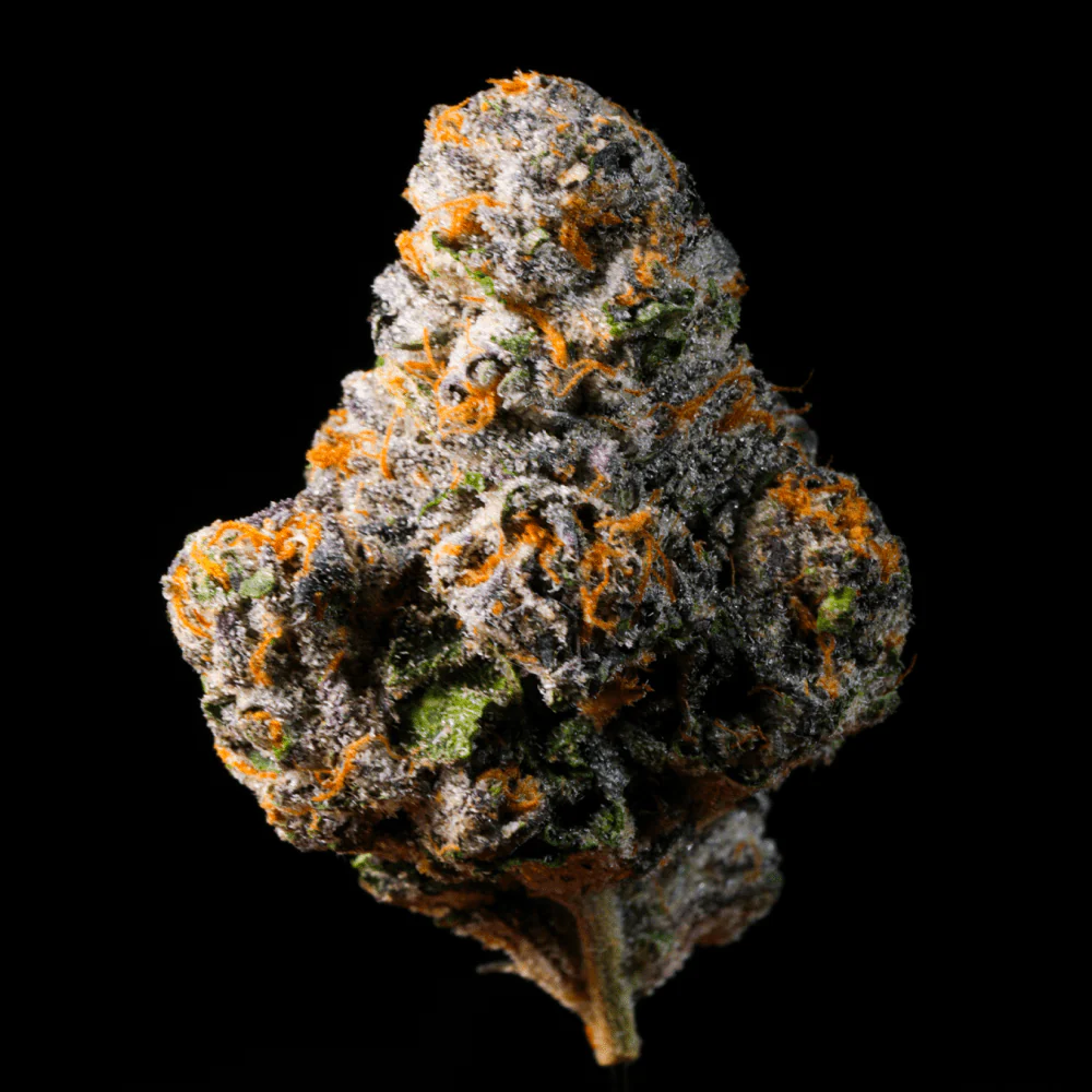 Gelato #41 THCA Flower - Image 4