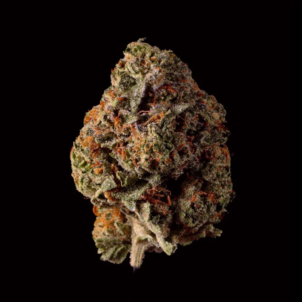 Orange Crush THCA Flower - Image 3